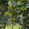 Azara Microphylla - Mimosa Du Chili -Naturelle Boutique Azara microphylla 85983 1