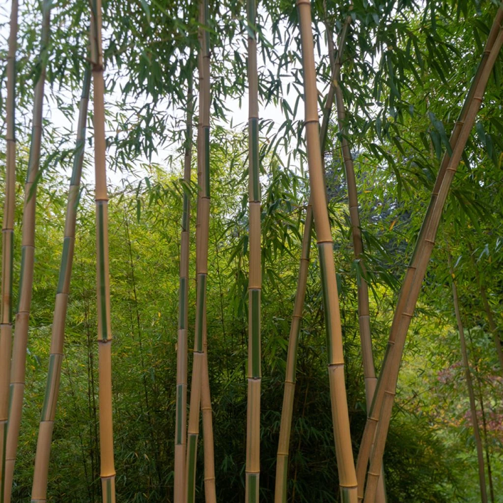Bambou Doré - Phyllostachys Aurea Koï 3 Bambou Doré - Phyllostachys Aurea Koï