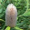 Banksia Serrata -Naturelle Boutique Banksia serrata IF 16629 1