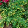 Berberis Hybrido-gagnepainii Chenaultii - Épine-vinette -Naturelle Boutique Berberis Gagnepainii Chenaultii 87959 1