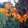 Berberis Lologensis Apricot Queen - Epine-vinette. -Naturelle Boutique Berberis lologensis Apricot Queen 83956 1