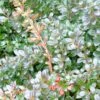 Berberis Media Red Jewel - Epine-vinette -Naturelle Boutique Berberis media Red Jewel 781561 2