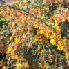 Berberis Stenophylla Corallina Compacta -Naturelle Boutique Berberis stenophylla Corallina Compacta 84617 1