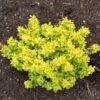 Berberis Thunbergii Bonanza Gold - Épine-vinette De Thunberg -Naturelle Boutique Berberis thunbergii Bonanza Gold 100395 1