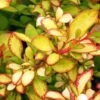 Berberis Thunbergii Limoncello - Epine-vinette -Naturelle Boutique Berberis thunbergii Limoncello 87377 1