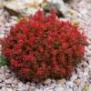 Berberis Thunbergii Lutin Rouge - Epine-vinette Naine -Naturelle Boutique Berberis thunbergii Lutin Rouge 100398 1