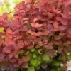 Berberis Thunbergii Orange Rocket - Epine-vinette -Naturelle Boutique Berberis thunbergii Orange Rocket 781564 1