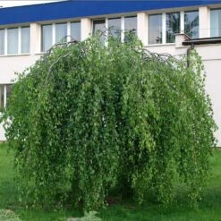 Bouleau Pleureur Youngii - Betula Pendula