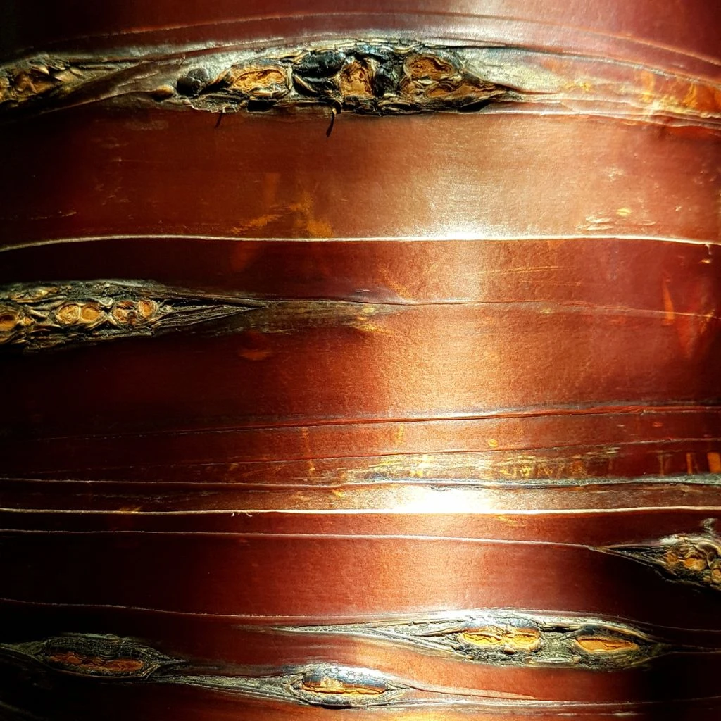 Bouleau Blanc De L'Himalaya - Betula Utilis Nepalese Orange 3 Bouleau Blanc De L'Himalaya - Betula Utilis Nepalese Orange