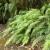 Blechnum Novae-zelandiae -Naturelle Boutique Blechnum novae 89865 1