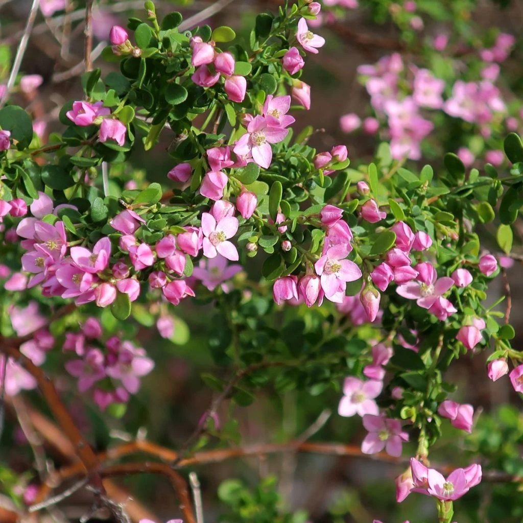 Boronia Crenulata Shark Bay - Boronie à Feuilles Crénelées 3 Boronia Crenulata Shark Bay - Boronie à Feuilles Crénelées