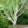 Bouleau Blanc De L'Himalaya - Betula Utilis Var. Jacquemontii 'Doorenbos' 2 Bouleau Blanc De L'Himalaya - Betula Utilis Var. Jacquemontii 'Doorenbos' -Naturelle Boutique Bouleau blanc de lHimalaya 0533003 1