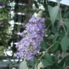 Buddleia Lochinch - Arbre Aux Papillons -Naturelle Boutique Buddleia Lochinch 80059 1