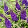 Buddleja Davidii Butterfly CandyLittle Purple - Arbre Aux Papillons Nain 2 Buddleja Davidii Butterfly CandyLittle Purple - Arbre Aux Papillons Nain -Naturelle Boutique Buddleja Butterfly Candy Little Purple copyright 17555 1