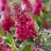 Buddleja Davidii Butterfly Candy Little Ruby - Arbre Aux Papillons Nain -Naturelle Boutique Buddleja Butterfly Candy Little Ruby copyright 17556 1