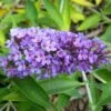 Buddleja Flutterby Peace - Arbre Aux Papillons -Naturelle Boutique Buddleja Flutterby Peace 100415 1