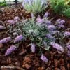 Buddleia Free Petite Lavender Flow - Arbre Aux Papillons 2 Buddleia Free Petite Lavender Flow - Arbre Aux Papillons -Naturelle Boutique Buddleja Free Petite Lavender Flow 100416 1