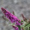 Buddleja Pink Micro Chip - Arbre Aux Papillons Nain -Naturelle Boutique Buddleja Pink Micro Chip 84812 1