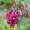 Buddleja Colvilei - Arbre Aux Papillons -Naturelle Boutique Buddleja colvilei 82653 2