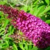Buddleja Davidii Sugar Plum - Arbre Aux Papillons -Naturelle Boutique Buddleja davidii Sugar Plum 83973 1