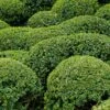Buis - Buxus Microphylla Faulkner 1 Buis - Buxus Microphylla Faulkner -Naturelle Boutique Buxus microphylla Faulkner 84797 1