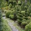 Buxus Sempervirens Arborescens - Buis Commun -Naturelle Boutique Buxus sempervirens Arborescens 100393 1