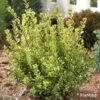 Buxus Sempervirens Golden Dream - Buis Commun 2 Buxus Sempervirens Golden Dream - Buis Commun -Naturelle Boutique Buxus sempervirens Golden Dream 100392 1