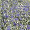 Caryopteris White Surprise - Spirée Bleue, Barbe-bleue -Naturelle Boutique CARYOPTERIS x clandonensis WHITE SURPRISEcov copyright SAPHO obt2 7622 2