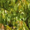 Camphrier - Cinnamomum Camphora -Naturelle Boutique CINNAMOMUM CAMPHORA 781730 1