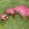 Calliandra Surinamensis Dixie Pink - Arbre Aux Houpettes -Naturelle Boutique Calliandra surinamensis Dixie Pink IF 17247 1