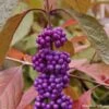 Callicarpa Bodinieri Imperial Pearl -Naturelle Boutique Callicarpa Imperial Pearl 82633 1
