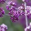 Callicarpa Bodinieri Liebespaar - Arbuste Aux Bonbons -Naturelle Boutique Callicarpa bodinieri Liebespaar Arbuste aux bonbons copyright 17887 1