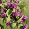 Callicarpa Bodinieri Magical Deep Purple -Naturelle Boutique Callicarpa bodinieri Magical Deep Purple copyright 18286 1
