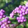 Callicarpa Japonica - Arbuste Aux Bonbons Du Japon -Naturelle Boutique Callicarpa japonica 87130 1