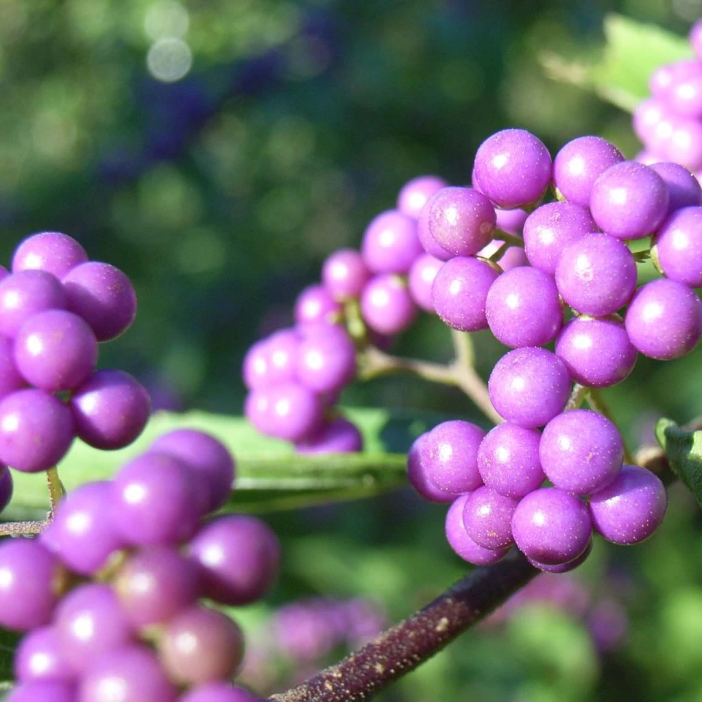 Callicarpa Japonica - Arbuste Aux Bonbons Du Japon 3 Callicarpa Japonica - Arbuste Aux Bonbons Du Japon