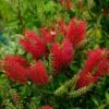 Callistemon (x) Laevis -Naturelle Boutique Callistemon x laevis 83242 1