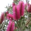 Callistemon Citrinus Mauve Mist - Rince Bouteille -Naturelle Boutique Callistemon citrinus Mauve Mist 87064 1