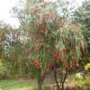 Callistemon Viminalis - Rince-bouteille -Naturelle Boutique Callistemon viminalis 83245 1