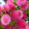Callistemon Viminalis Bright Pink - Rince Bouteille Pleureur 1 Callistemon Viminalis Bright Pink - Rince Bouteille Pleureur -Naturelle Boutique Callistemon viminalis Bright Pink 87060 1