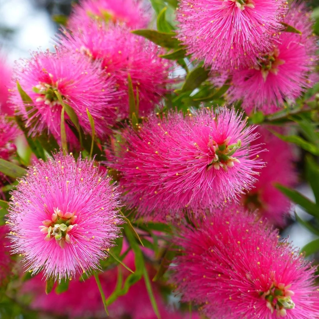 Callistemon Viminalis Bright Pink - Rince Bouteille Pleureur 3 Callistemon Viminalis Bright Pink - Rince Bouteille Pleureur