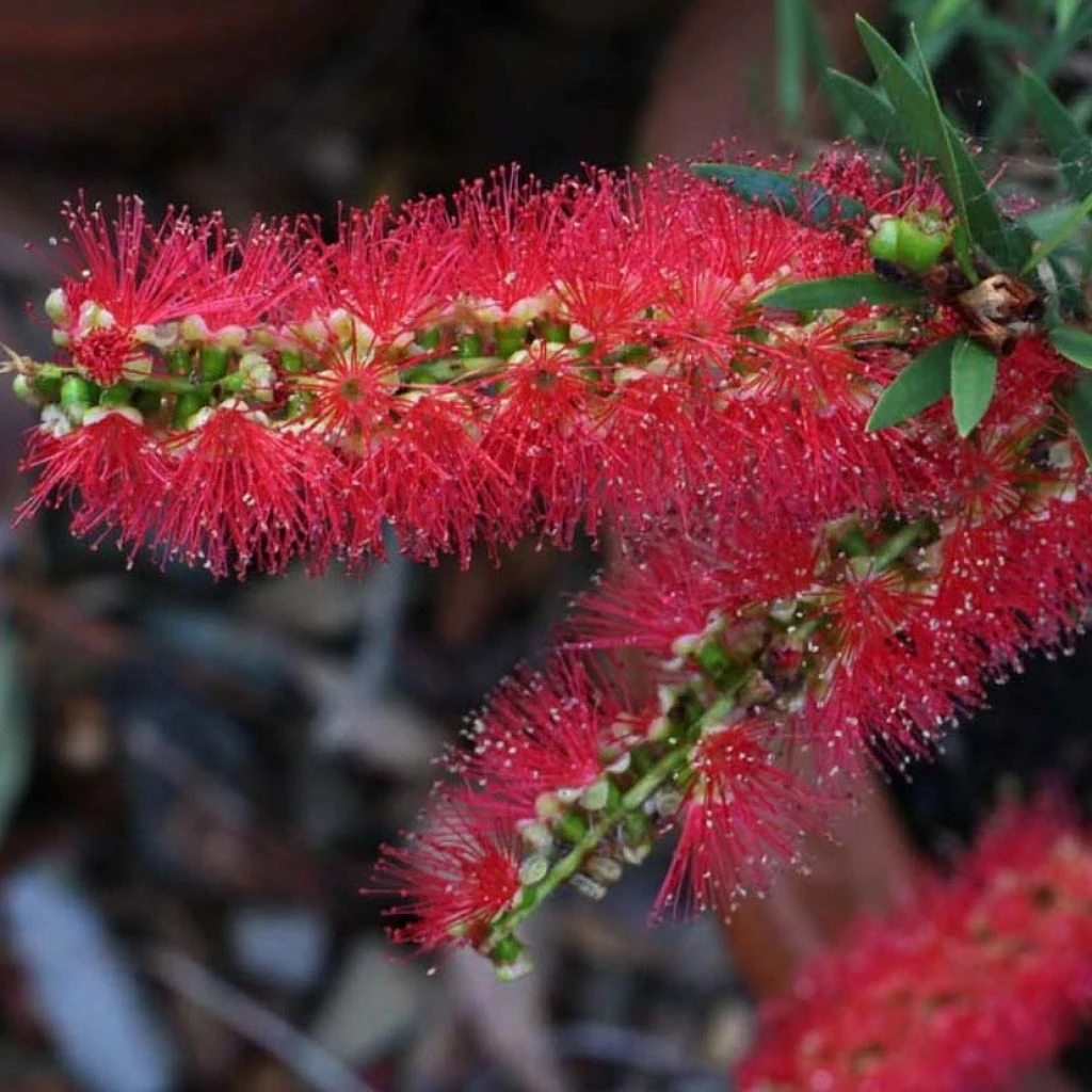Callistemon Viminalis Captain Cook - Rince-bouteille 3 Callistemon Viminalis Captain Cook - Rince-bouteille
