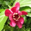 Calycanthus Raulstonii Aphrodite - Arbre Aux Anémones. -Naturelle Boutique Calycanthus raulstonii Aphrodite 83978 1