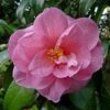 Camélia Donation - Camellia (x) Williamsii -Naturelle Boutique Camelia Donation 83890 1