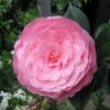 Camélia EG Waterhouse - Camellia (x) Williamsii -Naturelle Boutique Camelia EG Waterhouse Camellia x williamsii 83891 1