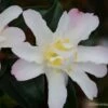 Camelia D'automne - Camellia Sasanqua Frosted Star -Naturelle Boutique Camelia Frosted Star 81385 1