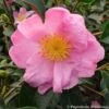Camélia D'automne - Camellia Sasanqua Plantation Pink -Naturelle Boutique Camelia Plantation Pink 7985 1