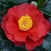 Camélia San Dimas - Camellia Japonica 1 Camélia San Dimas - Camellia Japonica -Naturelle Boutique Camelia San dimas Camellia japonica 82558 1