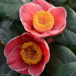Camelia Sanpei Tsubaki - Camellia Japonica