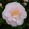 Camélia Virginia Robinson - Camellia Japonica -Naturelle Boutique Camelia Virginia Robinson 85520 1