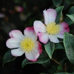 Camélia D'automne Panaché - Camelia Sasanqua Variegata